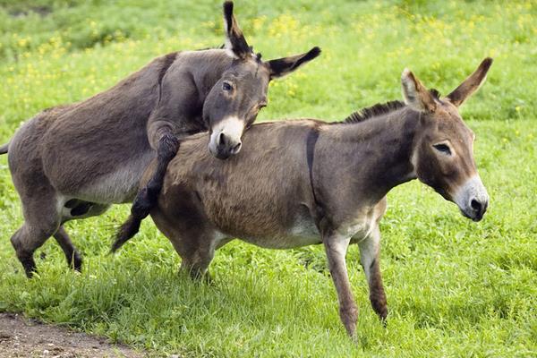 2016养驴赚钱吗?2016养驴前景及市场行情分析
