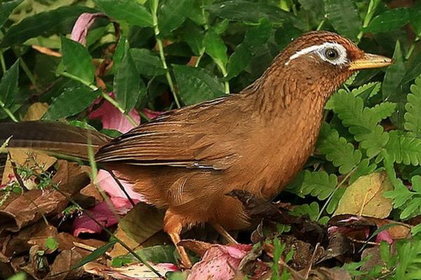 如何饲养画眉鸟?怎么训养画眉鸟?