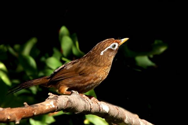 如何饲养画眉鸟?怎么训养画眉鸟?