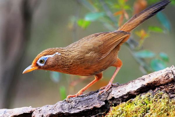 如何饲养画眉鸟?怎么训养画眉鸟?