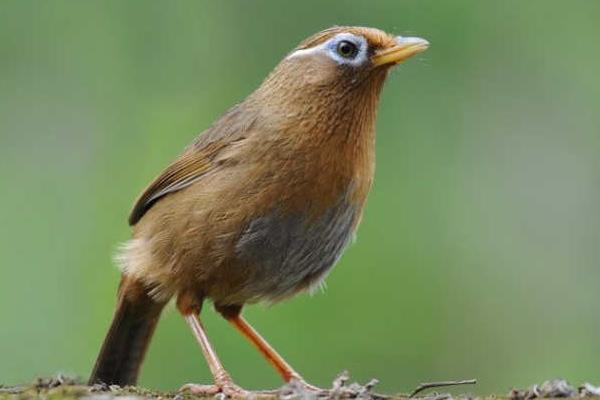 如何饲养画眉鸟?怎么训养画眉鸟?