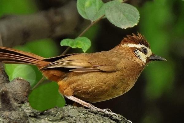 如何饲养画眉鸟?怎么训养画眉鸟?