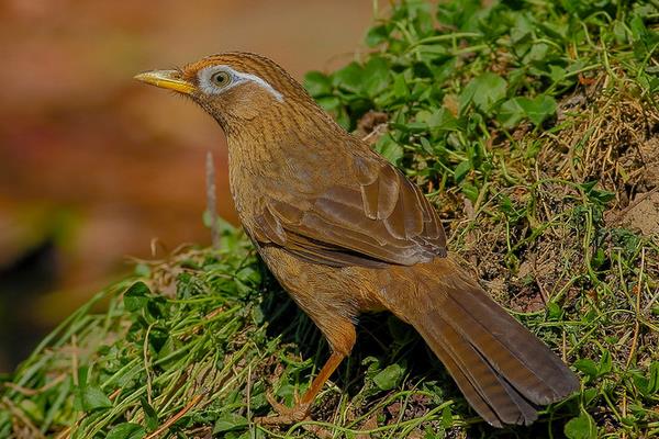 如何饲养画眉鸟?怎么训养画眉鸟?