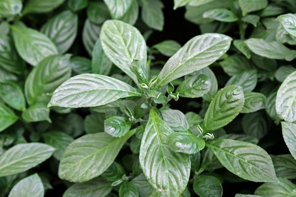 2015种板蓝根赚钱吗?2015板蓝根种植前景及市场价格分析