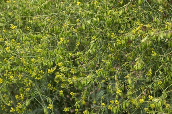 2015种板蓝根赚钱吗?2015板蓝根种植前景及市场价格分析