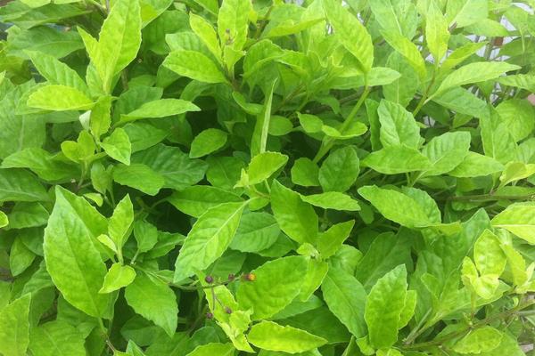 2015种板蓝根赚钱吗?2015板蓝根种植前景及市场价格分析