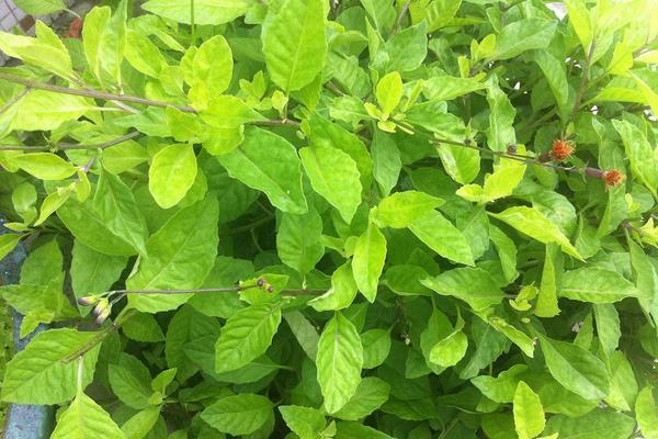 2015种板蓝根赚钱吗?2015板蓝根种植前景及市场价格分析