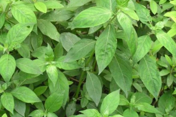 2015种板蓝根赚钱吗?2015板蓝根种植前景及市场价格分析