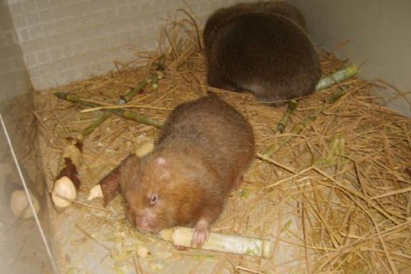 养10对竹鼠能赚多少钱？养竹鼠的成本和利润