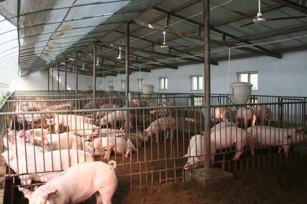 现代化养猪场怎么建设?有些什么设备?