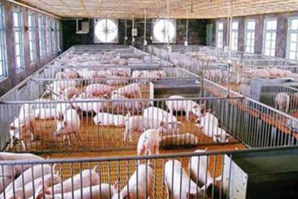 现代化养猪场怎么建设?有些什么设备?