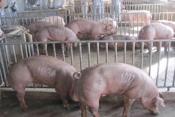 现代化养猪场怎么建设?有些什么设备?