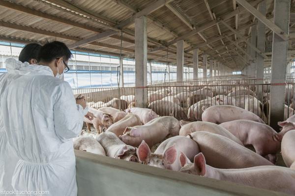 现代化养猪场怎么建设?有些什么设备?