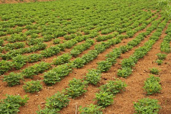 种一亩花生能赚多少钱?种花生的成本和利润