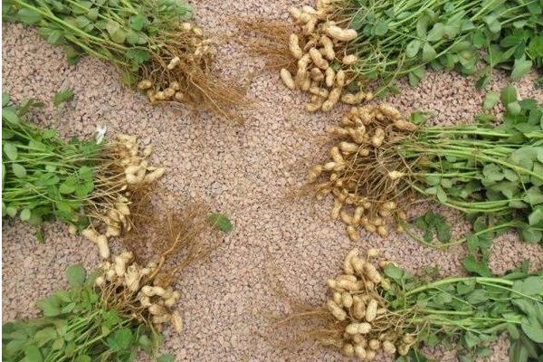 种一亩花生能赚多少钱?种花生的成本和利润