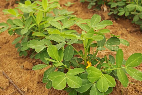 种一亩花生能赚多少钱?种花生的成本和利润