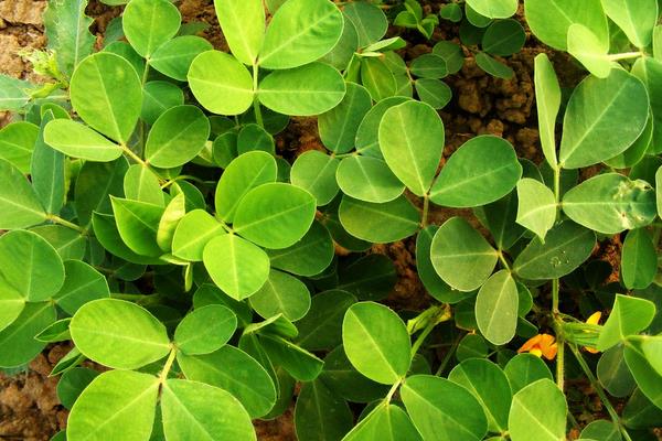 种一亩花生能赚多少钱?种花生的成本和利润