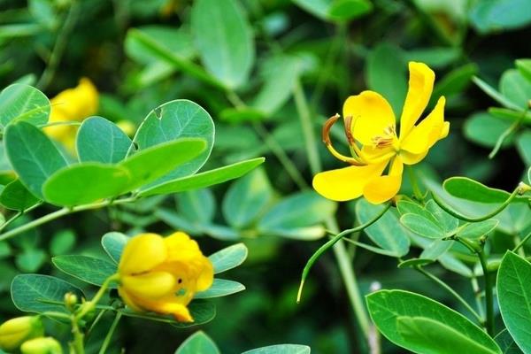 种一亩花生能赚多少钱?种花生的成本和利润