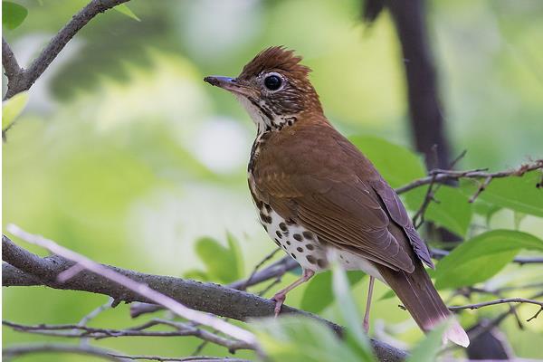 教你如何挑选和饲养画眉