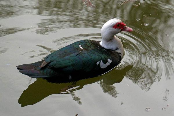 2018养香鹑雁赚钱吗?香鹑雁养殖的利润与投资成本及前景预测