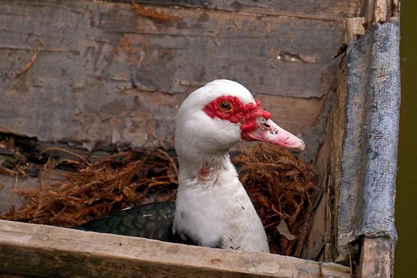 2018养香鹑雁赚钱吗?香鹑雁养殖的利润与投资成本及前景预测