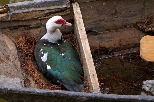 2018养香鹑雁赚钱吗?香鹑雁养殖的利润与投资成本及前景预测