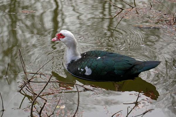 2018养香鹑雁赚钱吗?香鹑雁养殖的利润与投资成本及前景预测