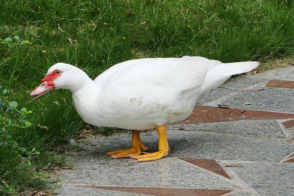 2018养香鹑雁赚钱吗?香鹑雁养殖的利润与投资成本及前景预测