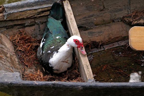 2018养香鹑雁赚钱吗?香鹑雁养殖的利润与投资成本及前景预测