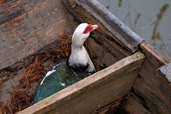 2018养香鹑雁赚钱吗?香鹑雁养殖的利润与投资成本及前景预测