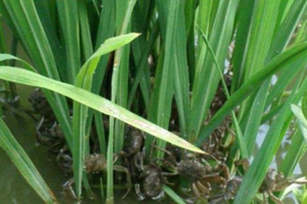 稻田养蟹的好处有哪些?稻田养蟹技术