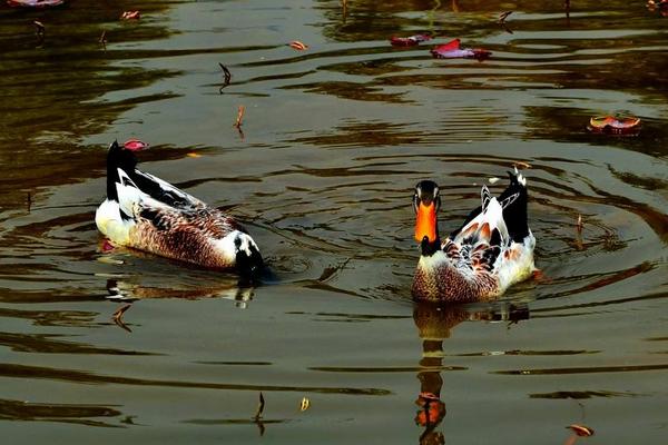2018养野鸭赚钱吗？野鸭养殖的利润与投资成本及前景预测