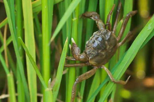 稻田养蟹的好处有哪些?稻田养蟹技术
