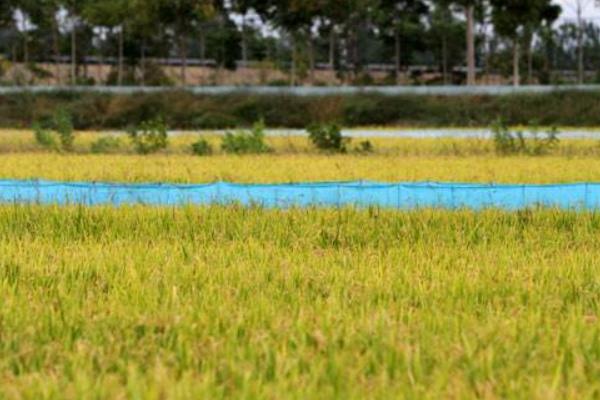 稻田养蟹的好处有哪些?稻田养蟹技术