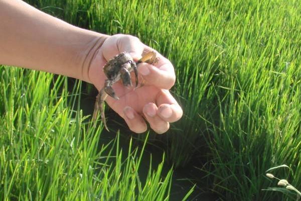 稻田养蟹的好处有哪些?稻田养蟹技术