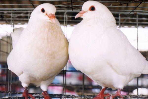 2018养肉鸽赚钱吗?肉鸽养殖的利润与投资成本及前景预测