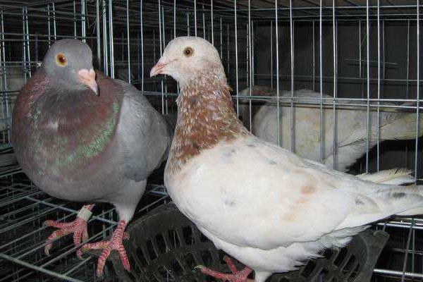2018养肉鸽赚钱吗?肉鸽养殖的利润与投资成本及前景预测