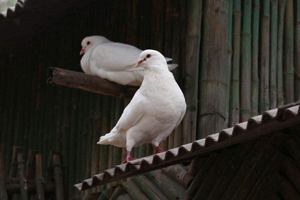 2018养肉鸽赚钱吗?肉鸽养殖的利润与投资成本及前景预测