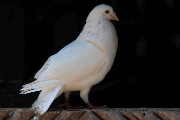 2018养肉鸽赚钱吗?肉鸽养殖的利润与投资成本及前景预测