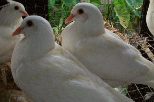 2018养肉鸽赚钱吗?肉鸽养殖的利润与投资成本及前景预测