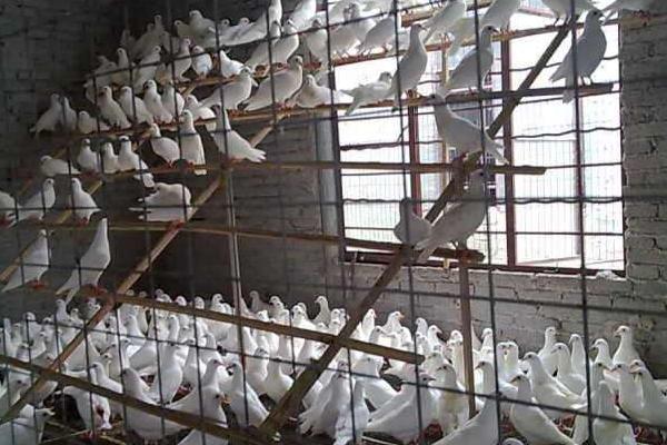 2018养肉鸽赚钱吗?肉鸽养殖的利润与投资成本及前景预测