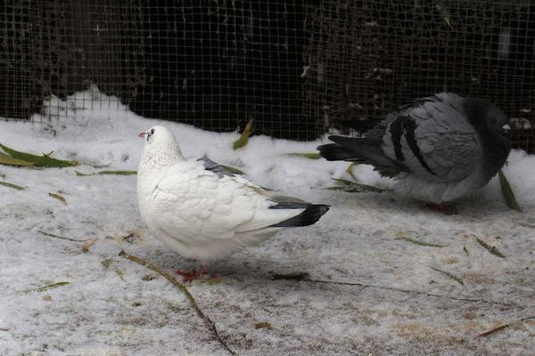 2018养肉鸽赚钱吗?肉鸽养殖的利润与投资成本及前景预测