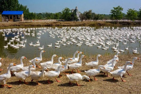 村民承包千亩荒山养鹅年赚60万