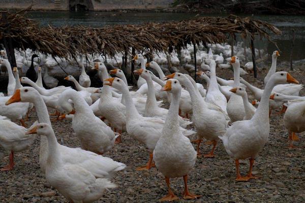 村民承包千亩荒山养鹅年赚60万