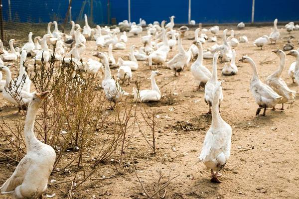 村民承包千亩荒山养鹅年赚60万