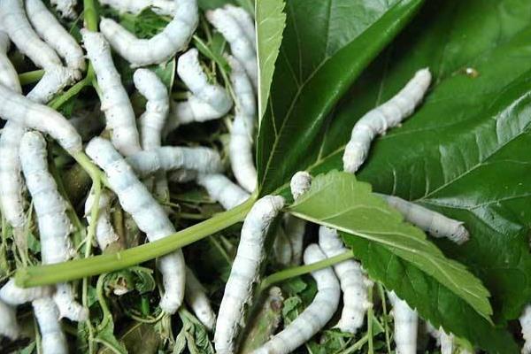 2015养蚕赚钱吗?2015蚕养殖前景及市场价格分析