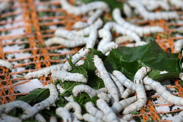 2015养蚕赚钱吗?2015蚕养殖前景及市场价格分析