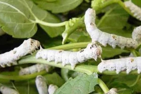 2015养蚕赚钱吗?2015蚕养殖前景及市场价格分析