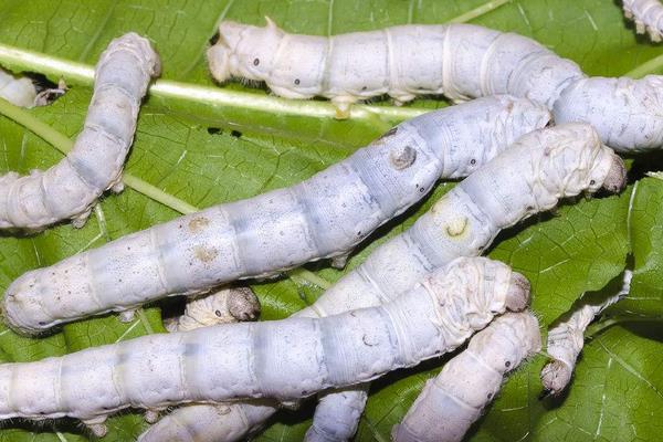 2015养蚕赚钱吗?2015蚕养殖前景及市场价格分析