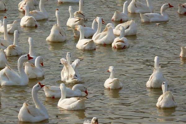 村民承包千亩荒山养鹅年赚60万